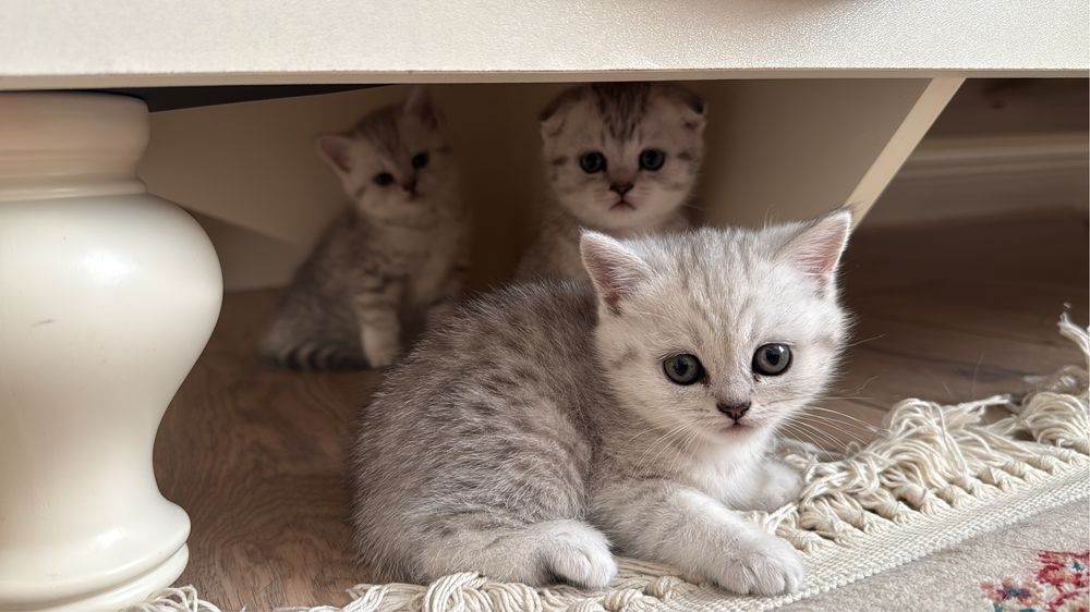 котята родились 5 апреля