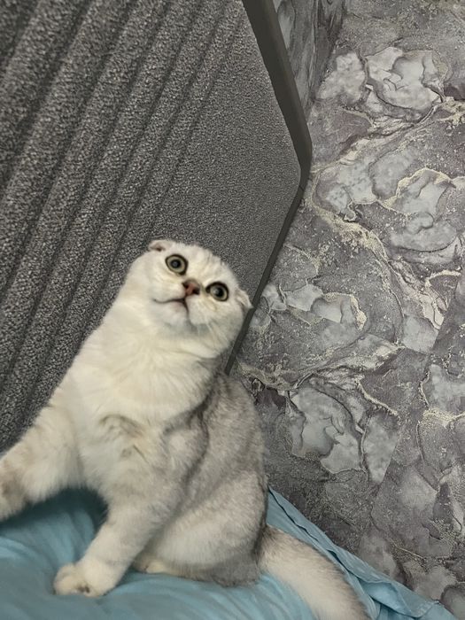 Милый котёнок ищет дом