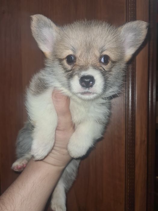Продам щенков вельш- корги пемброк.