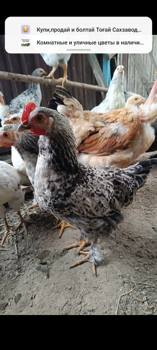 Продаю 3 месячных петушков