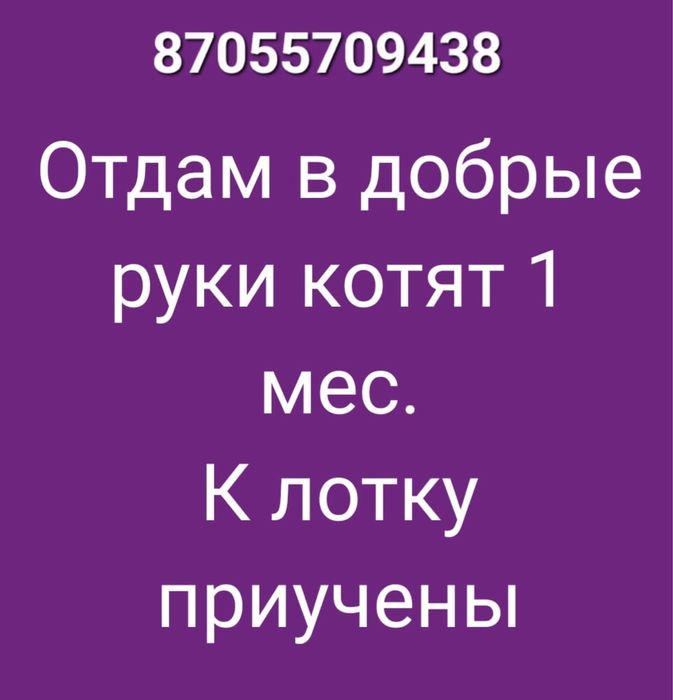 Отдам в добрые руки котят (девочки)