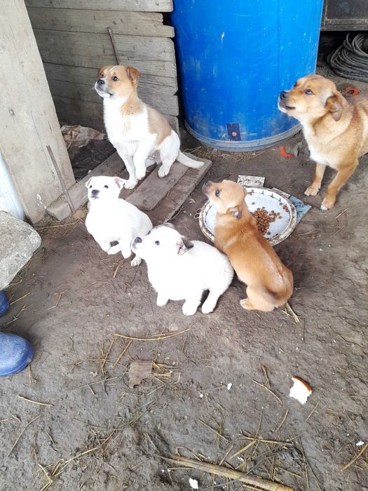 Donez 4 căței (talie mica)