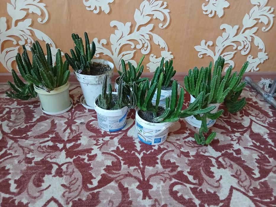 Комнатные цветы разные