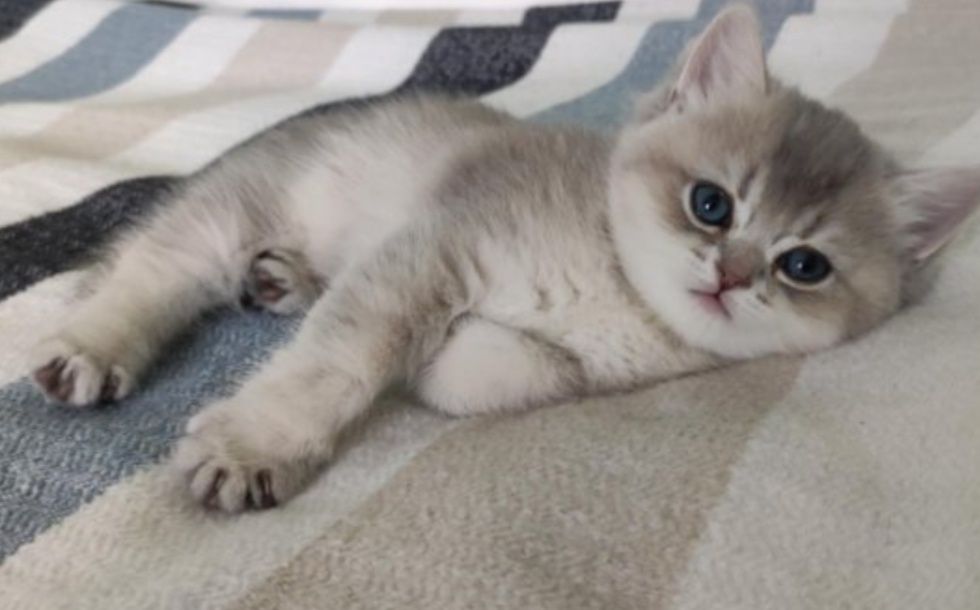 Котята Вислаушки Золотые прямоушки