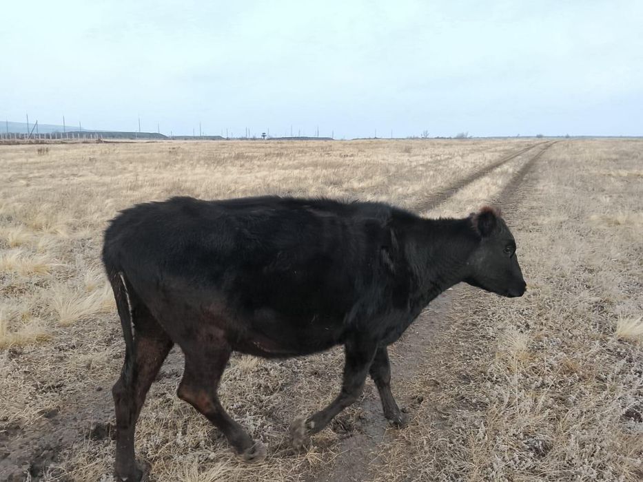 Сиырлар сатылады