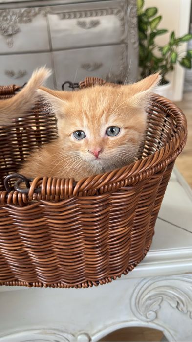Котята домашние