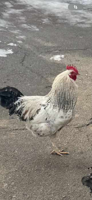 Продам  молодых петухов