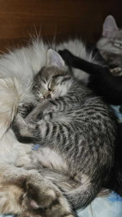 Марғаулар сатылады