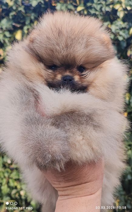 Померан  мини момче