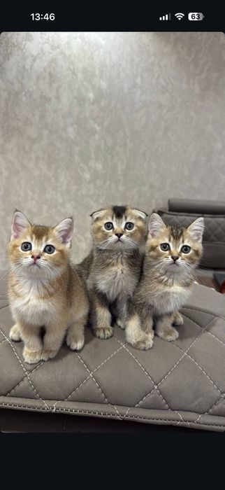 Scottish fold mushukchalar