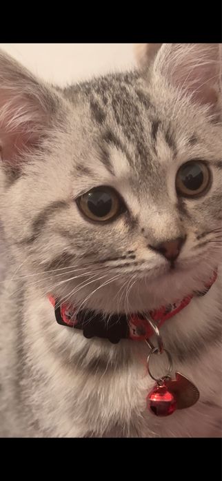 Продаётся шотландская кошечка