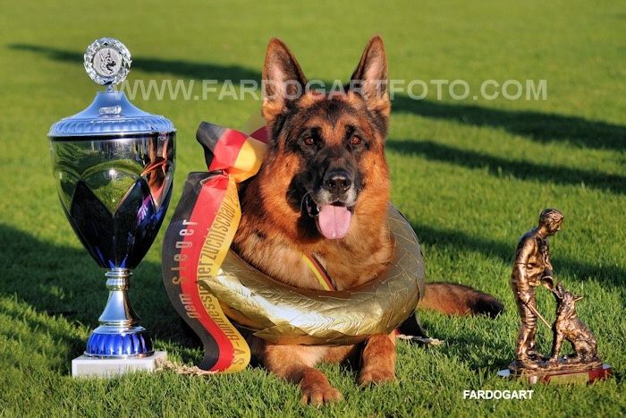 Девочки и мальчики немецкой овчарки