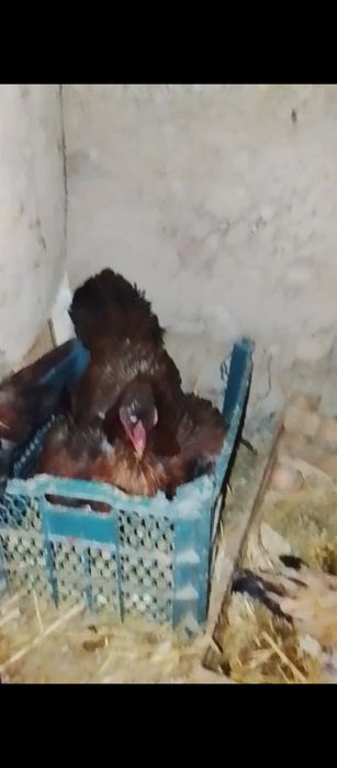 Курик тауык сатылады