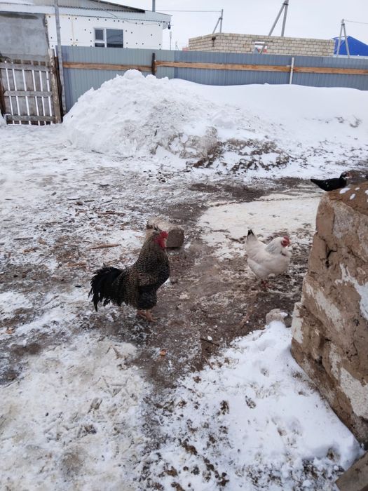 Атеш сатылады жагдайы 100%