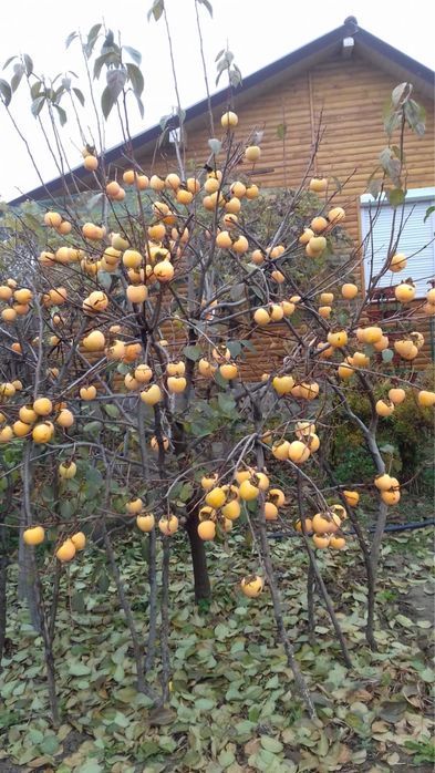 Pomi de kaki diferiti ani de vegetatie