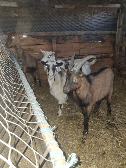 Vând țap francez alpin