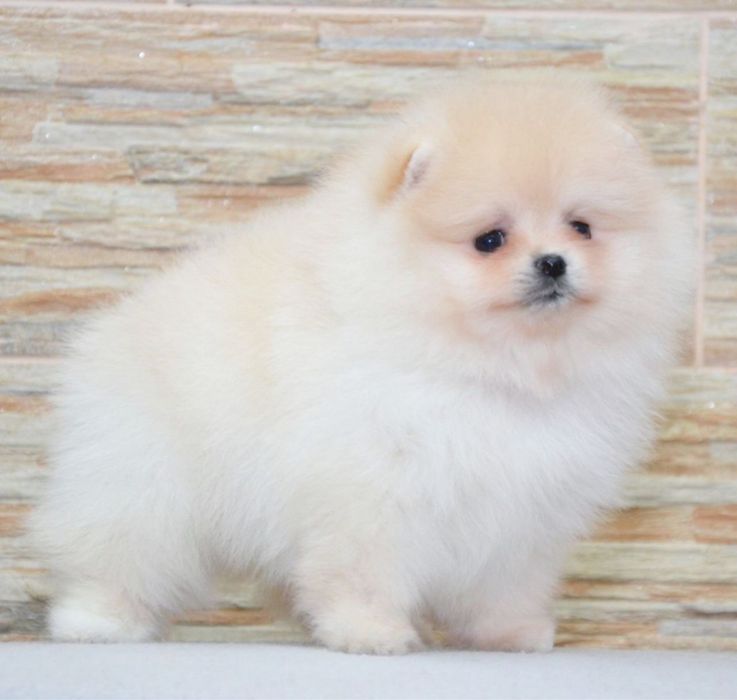 Fetita pomeranian mini/toy!