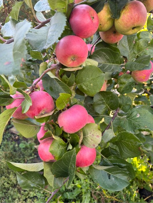 Продам дачу напротив Пестрого