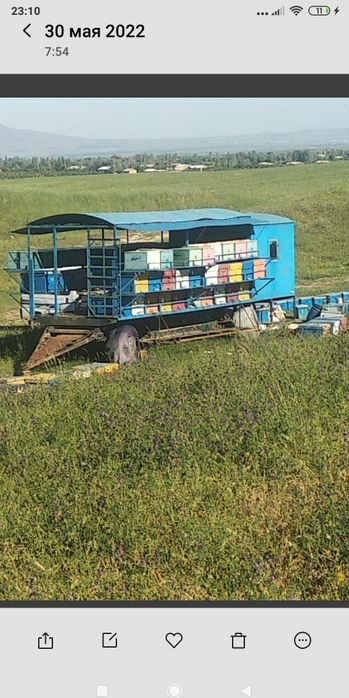 Асал ари павилйони ариси Билан сотилади