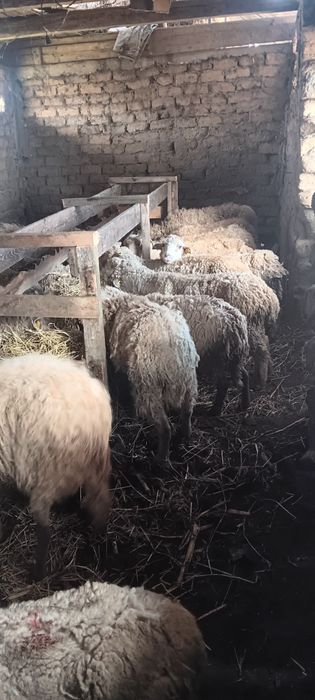 17 de oi mai vechi de vanzare