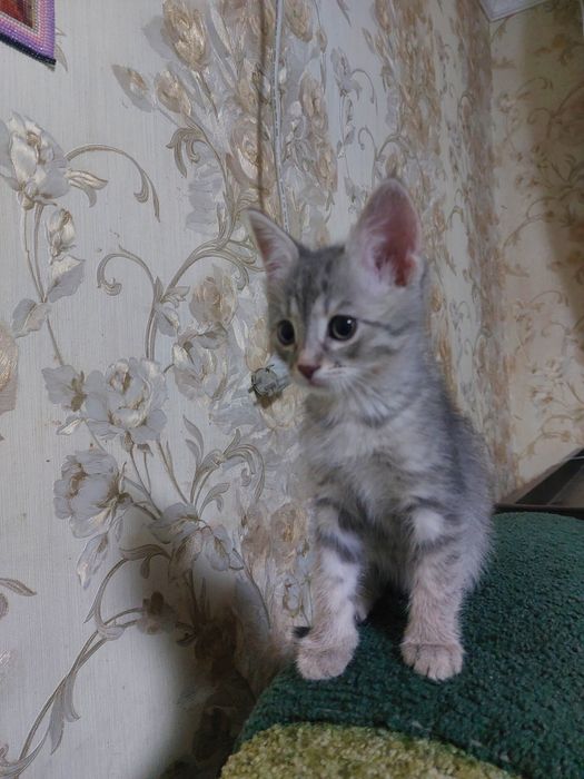 Отдам в добрые руки