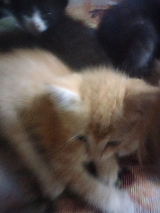 Отдам котят добрые руки