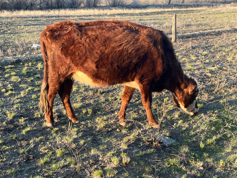 Буаз сиыр сатылады