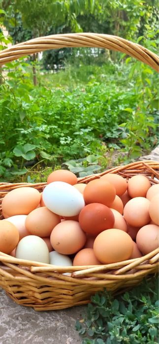 Яйцо домашнее / қолдың жұмыртқасы