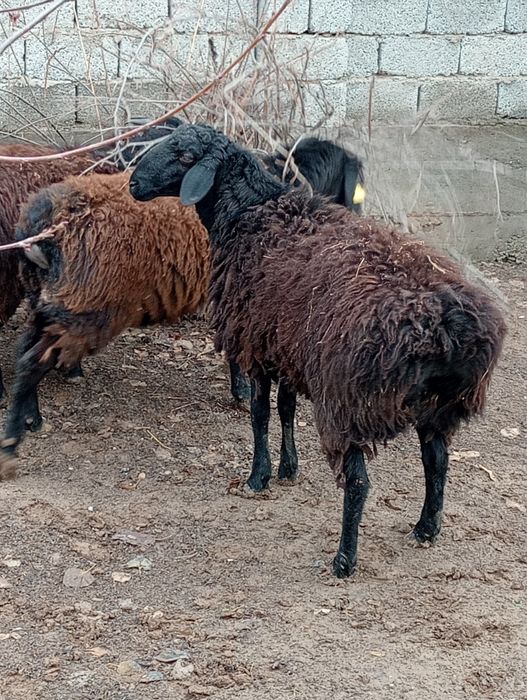 Бараны кой кошкар