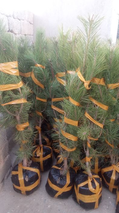 archalar bor sotiladi