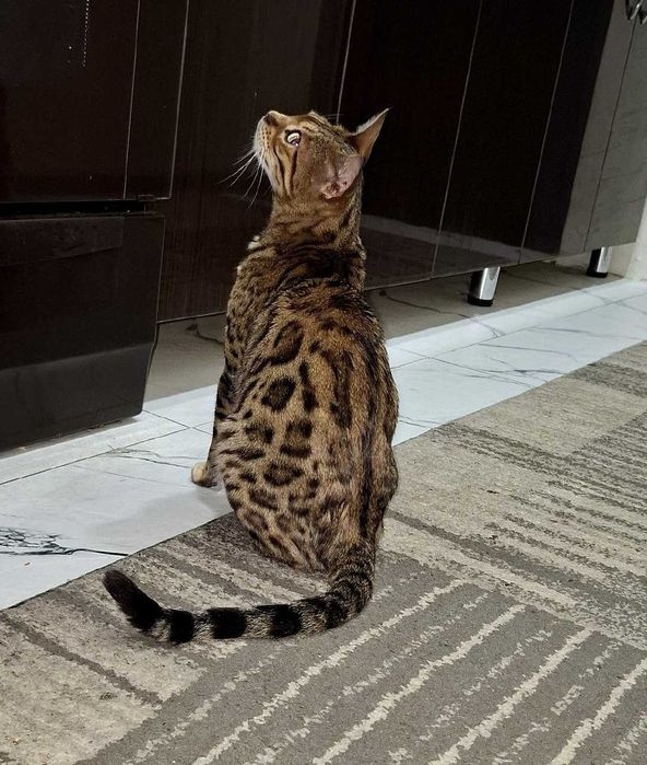 Toza Bengalskiy Qiz Bola Mushuk