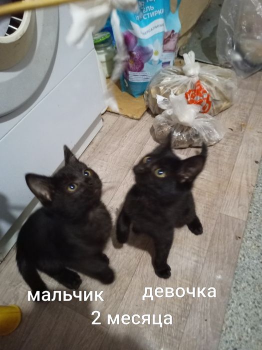 Отдам котят бесплатно
