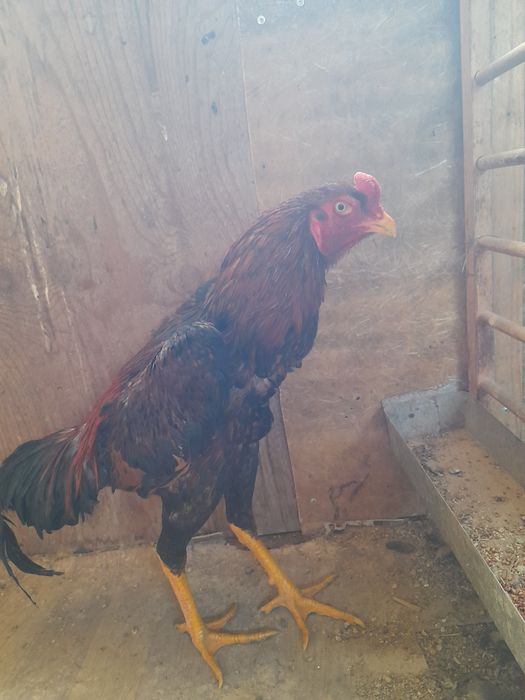 Бойцовые куры ДАКАН