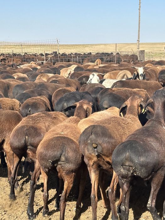 ҚОЙ СОЙЫП Береміз Доставка Бар