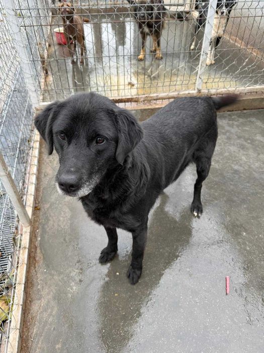 Adopta un caine - un sufletel are nevoie de stapan!