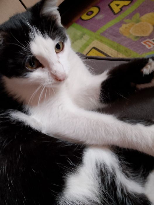 Отдадим кошечку игривую