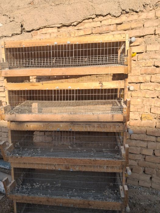 Клетка   бодененын