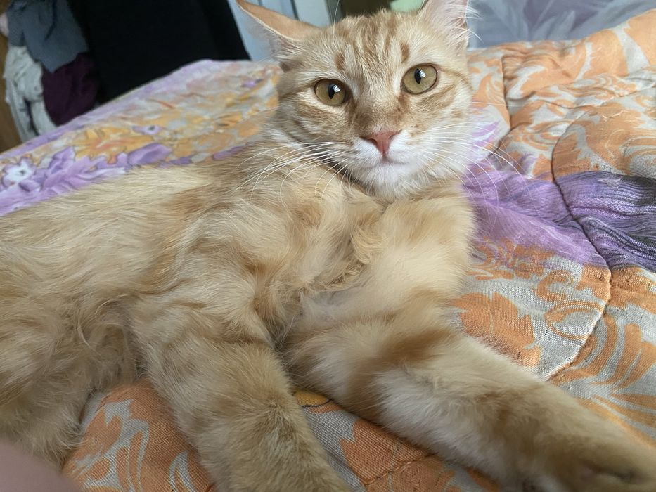 Молодой котик мальчик