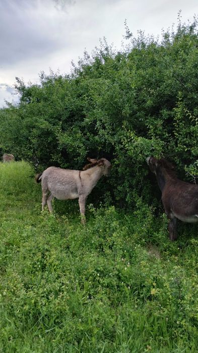 Lapte de măgăriță
