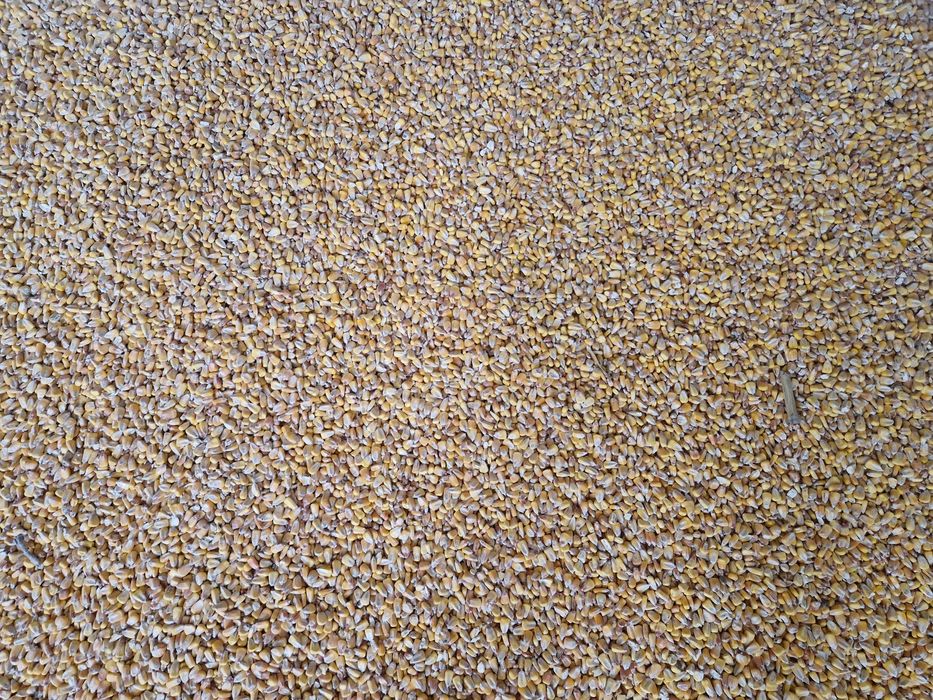 Porumb  uscat 14 umiditate 250 tone