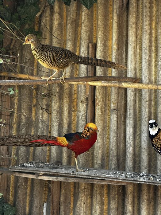 Fazani si pauni de vanzare