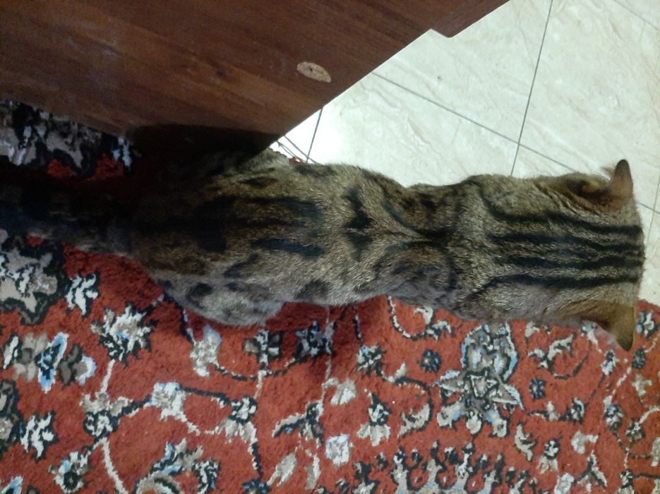 Bengal mushuk sotiladi