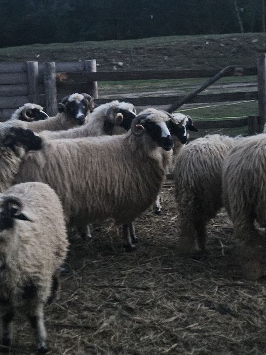 Oi breze proveniență Nelutu Moldovan