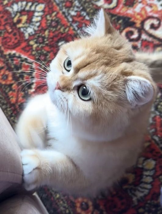 Котята Британскиой Золотой Шиншиллы