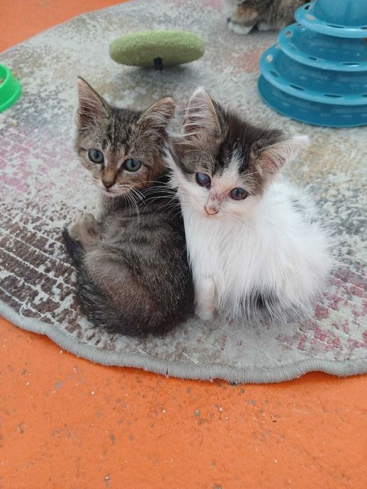 Симпатичные  КОТЯТА