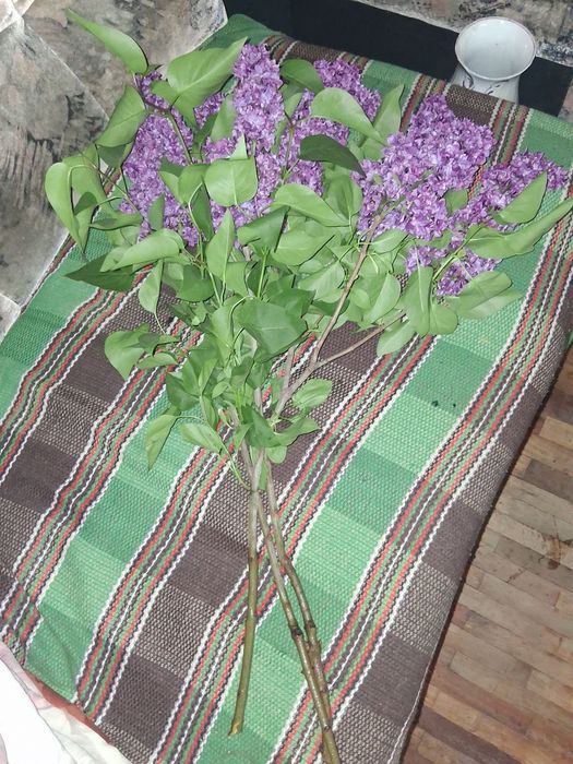Сирень в букет. Ароматная.