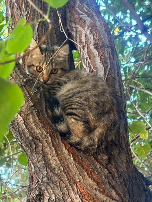 Котята бесплатно