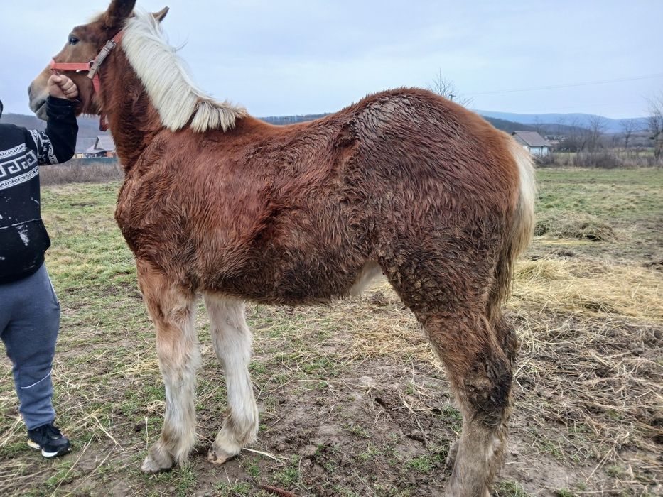 Vând manza de 7 luni