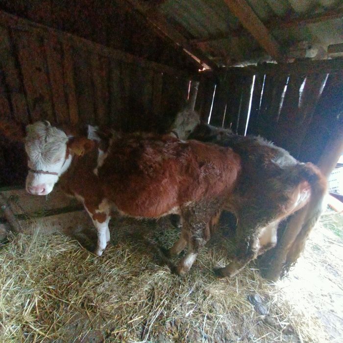 Vitele.   Bălțata.   De vanzare