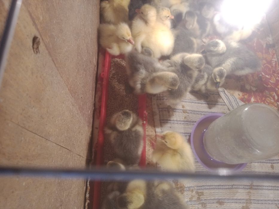 Продам домашних гусят